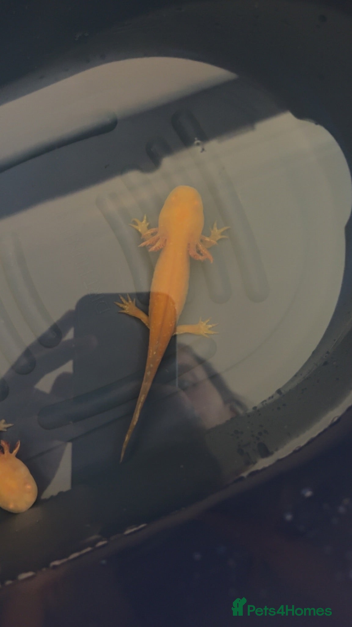 Axolotl reptiles 2 Axolotls  - Advert 1