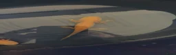 Axolotl reptiles for sale: 2 Axolotls  in Newcastle upon Tyne - Advert 1