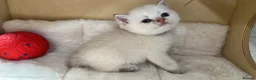Scottish Fold cats for sale: Four Little Snowflakes with Unreal Blue Eyes  - Advert 12