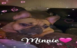 French Bulldog dogs for sale: 2 lovely Frenchies,  - Image 2
