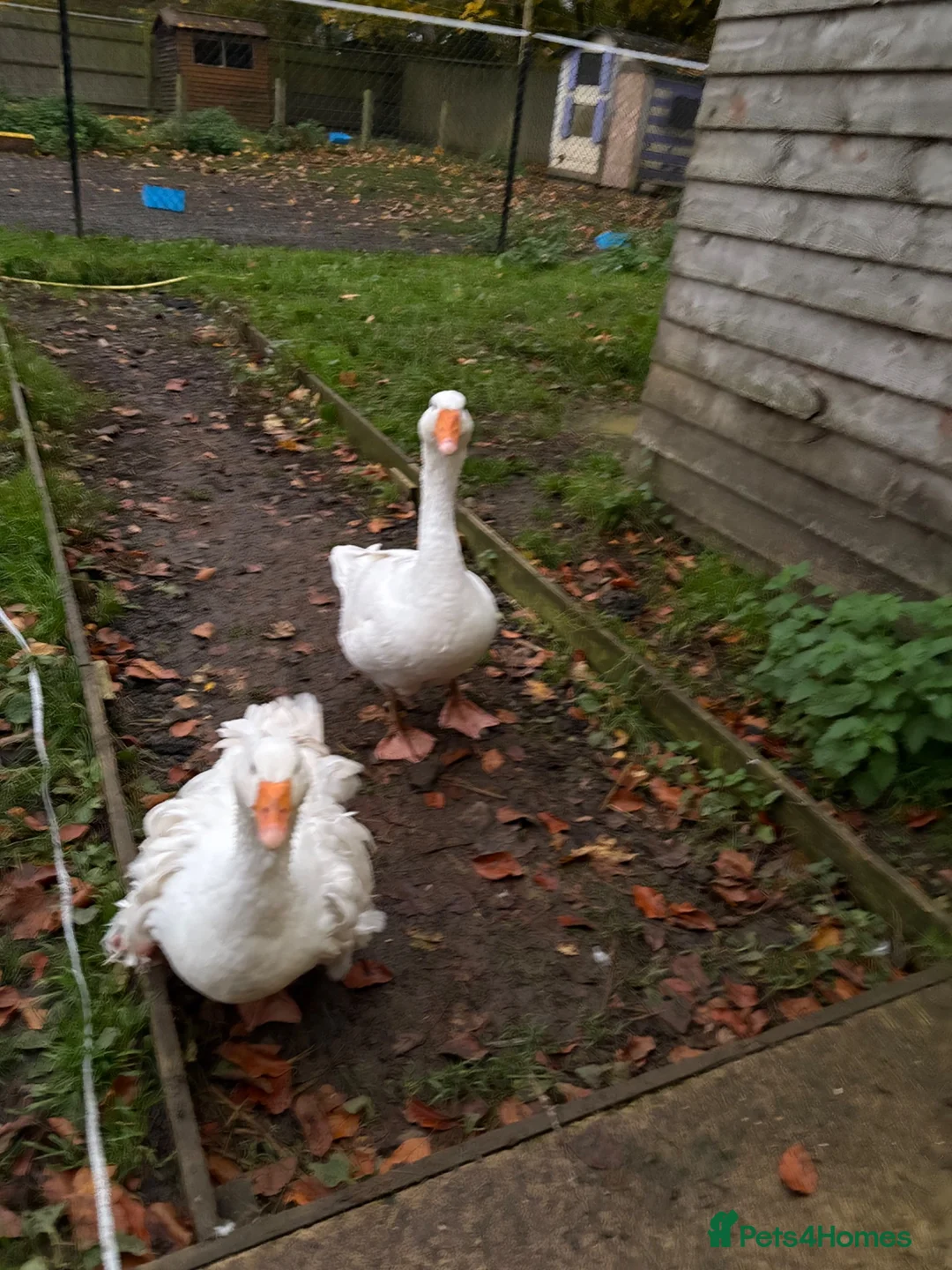 Geese poultry for sale: Beautiful White Gander – 4 Years Old in Tadworth - Advert 2