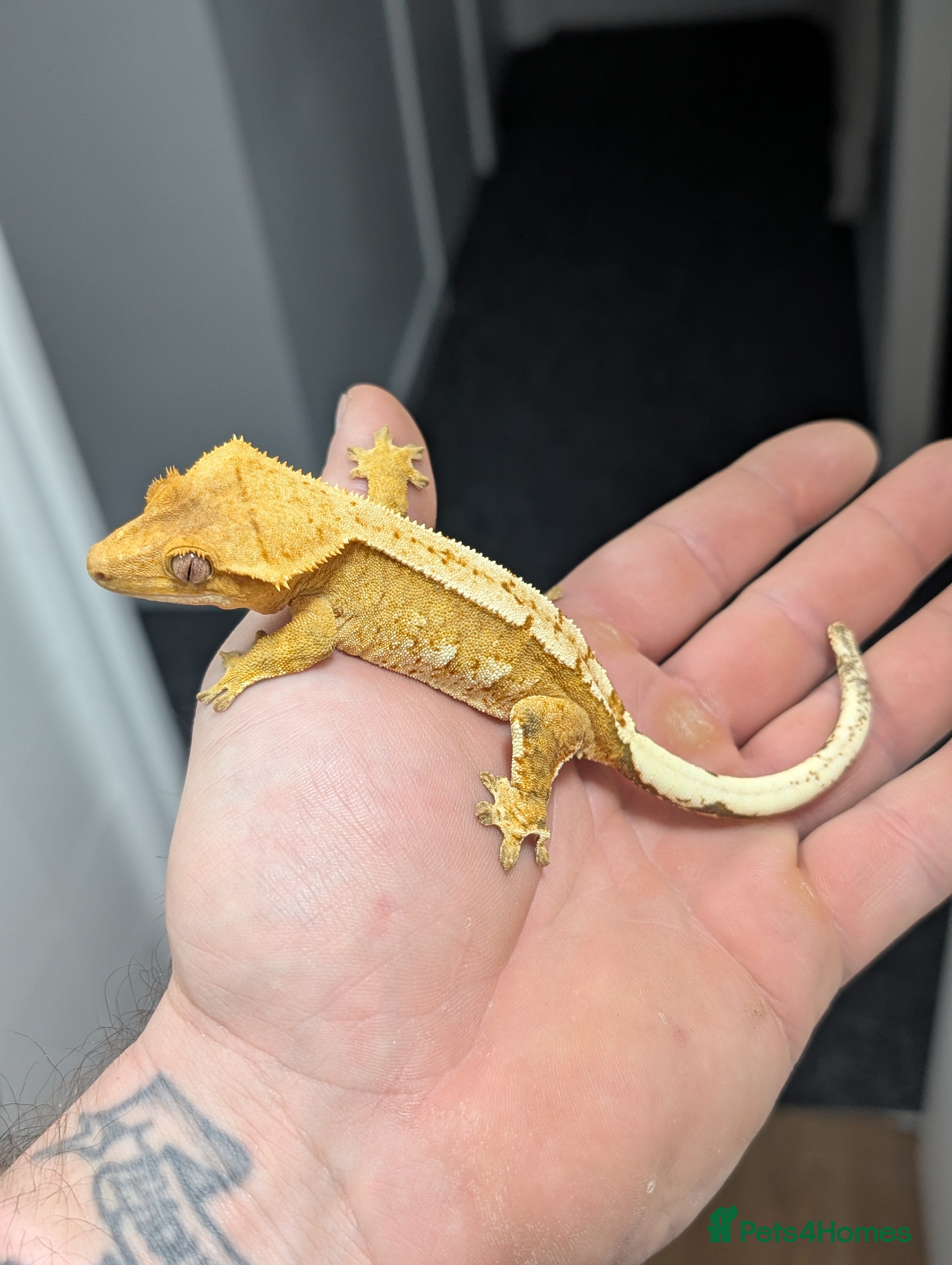 Gecko reptiles Various crested geckos for sale - Advert 14
