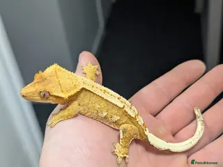 Gecko reptiles Various crested geckos for sale - Advert 14