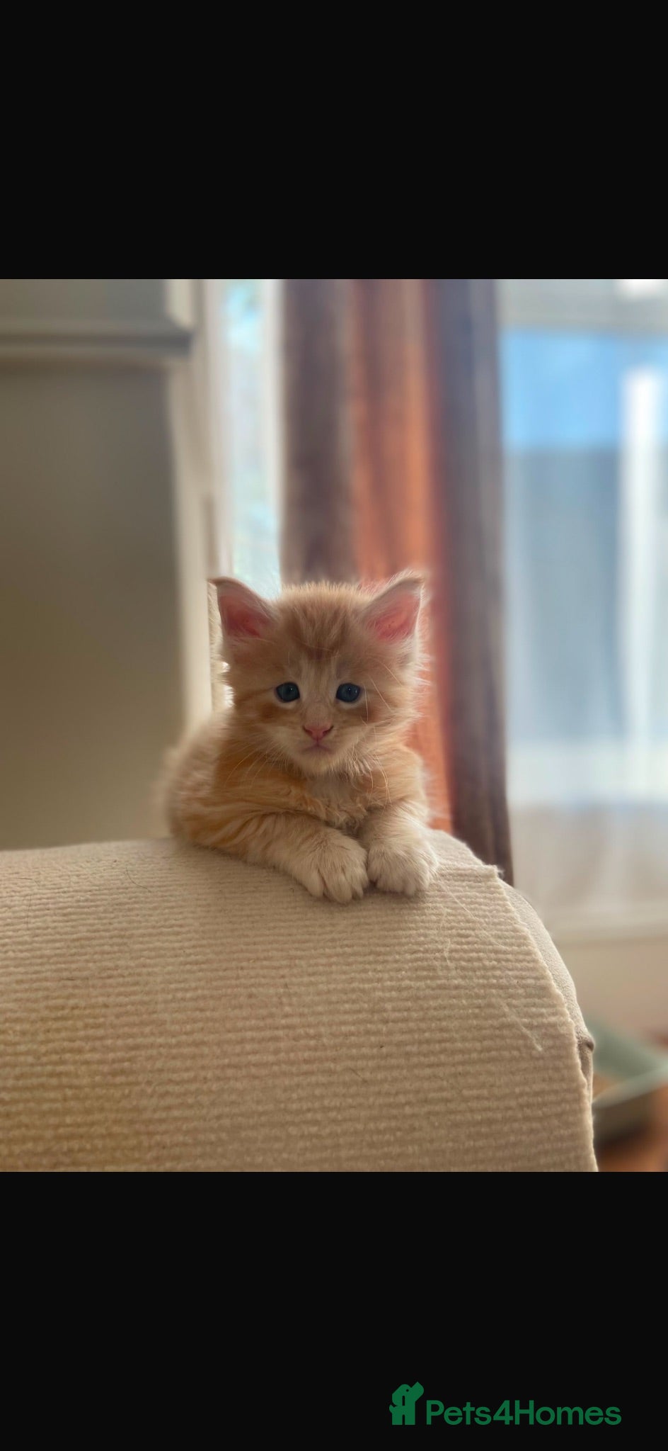 Maine Coon cats     ✨TICA Maine Coon Kittens | Licensed Breeder✨ - Advert 1