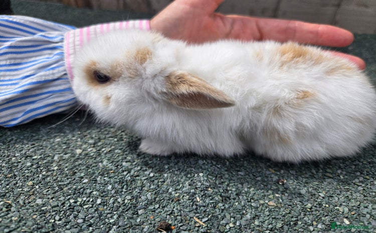 Mini Lop rabbits - Advert 16