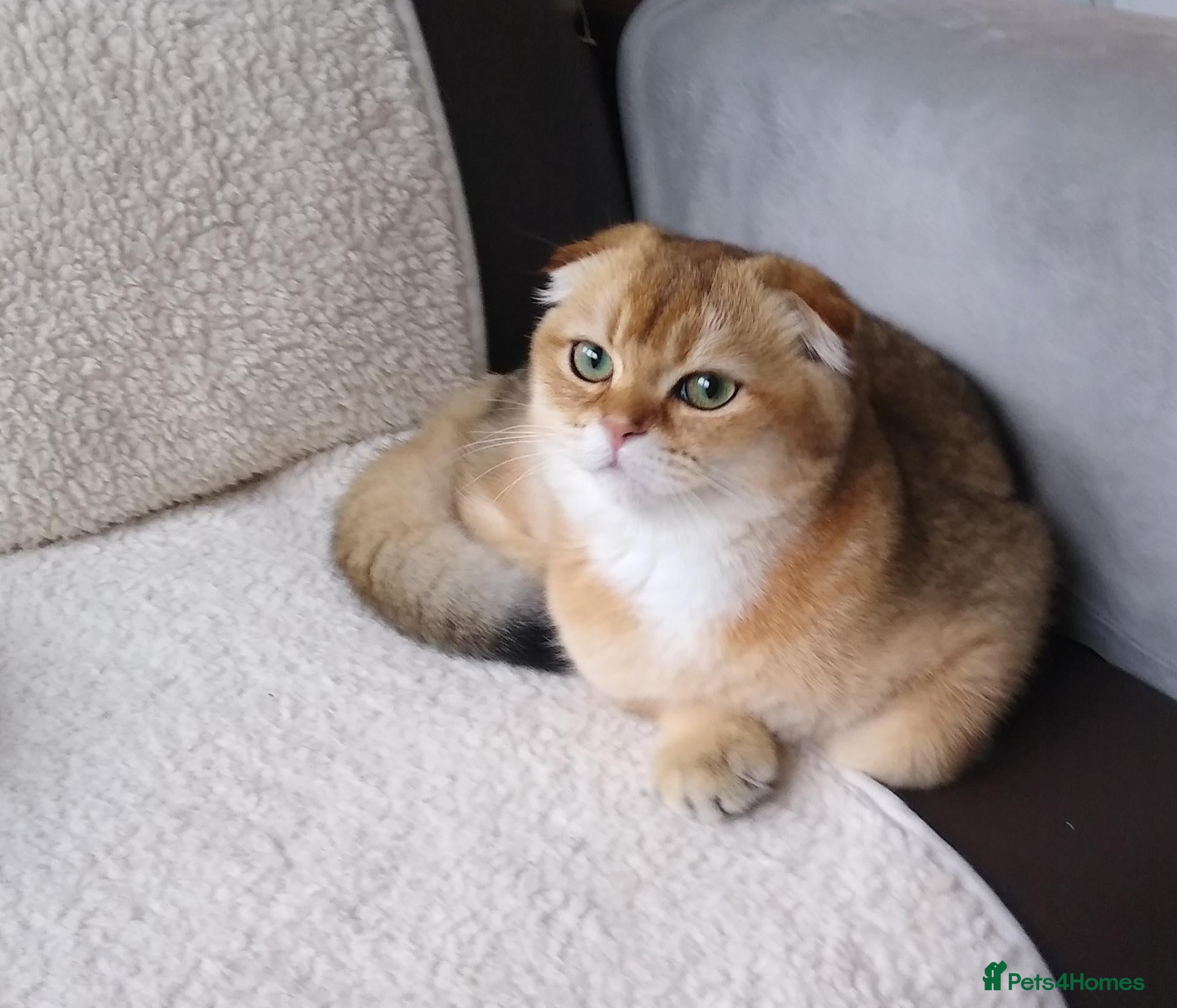 Scottish Fold cats 🐾 TICA Registered Scottish Fold Boy  🩵 - Advert 2