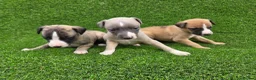 Whippet dogs for sale: Beautiful KC Registered Whippet Pups. - Advert 8