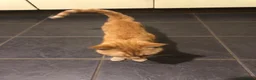 Mixed Breed cats for sale: Family of 3 beautiful cats.  in Felixstowe - Advert 9