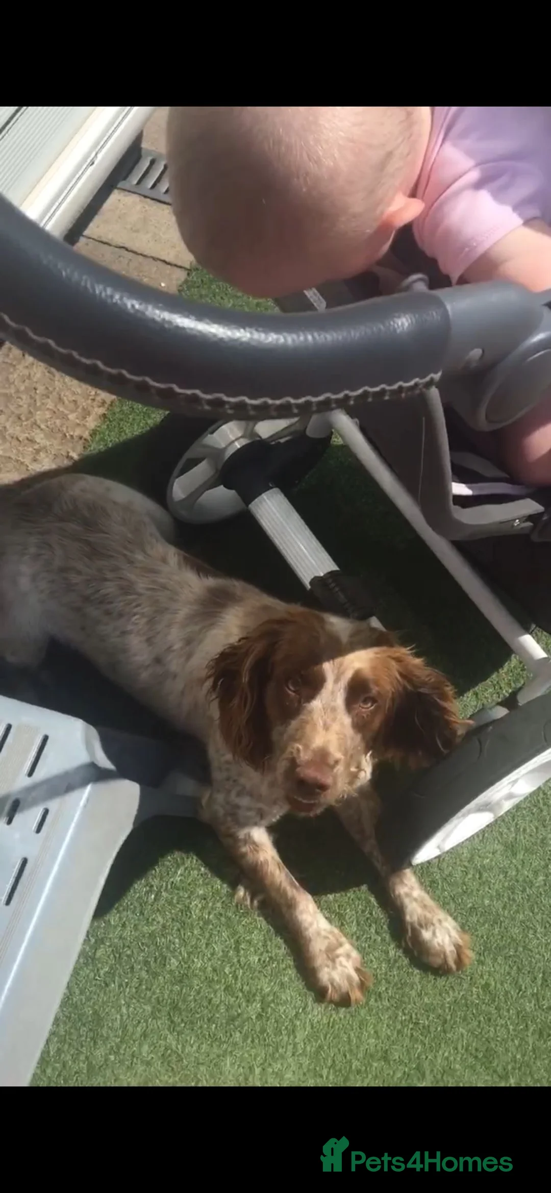 Cocker Spaniel dogs for sale: Cocker spaniel puppies  - Advert 1