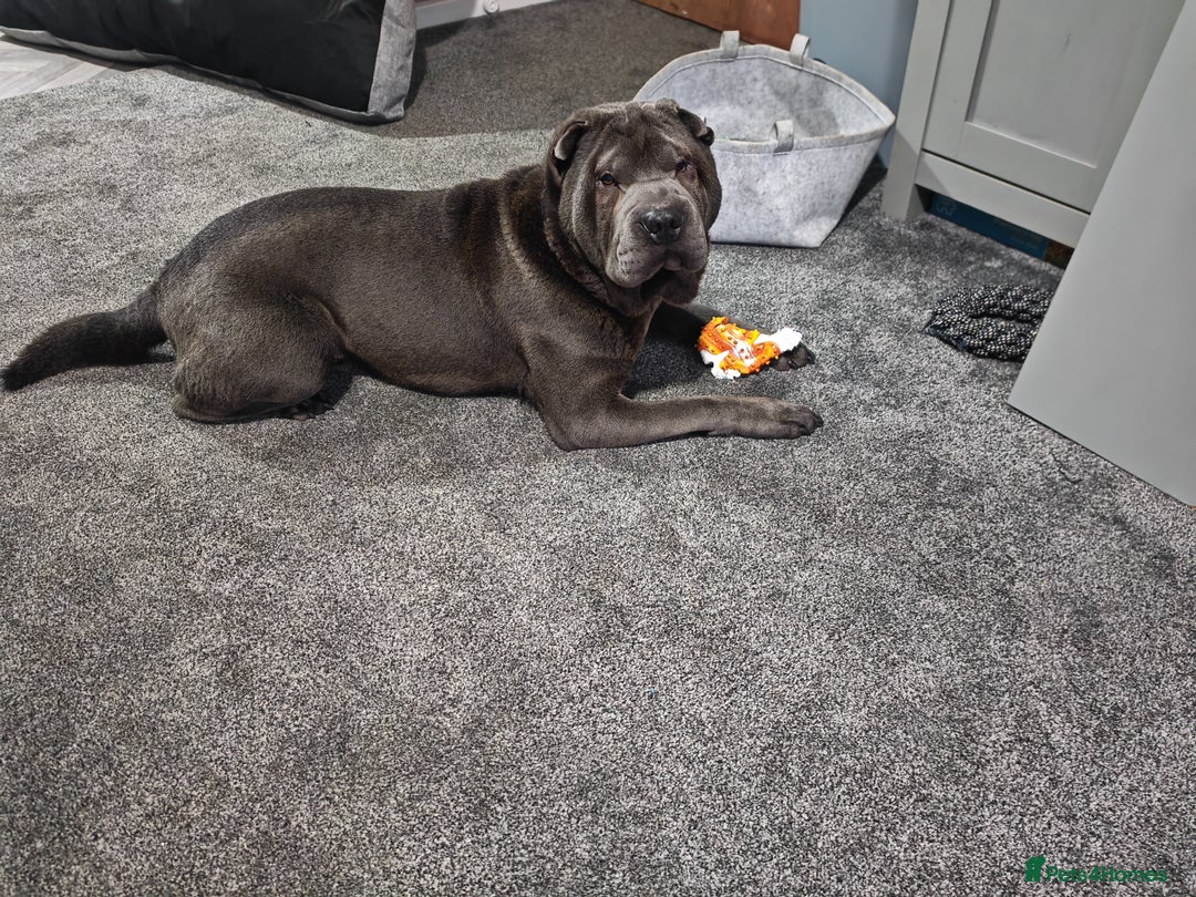 Shar Pei dogs for sale: Male Blue Shar Pei  - Advert 4