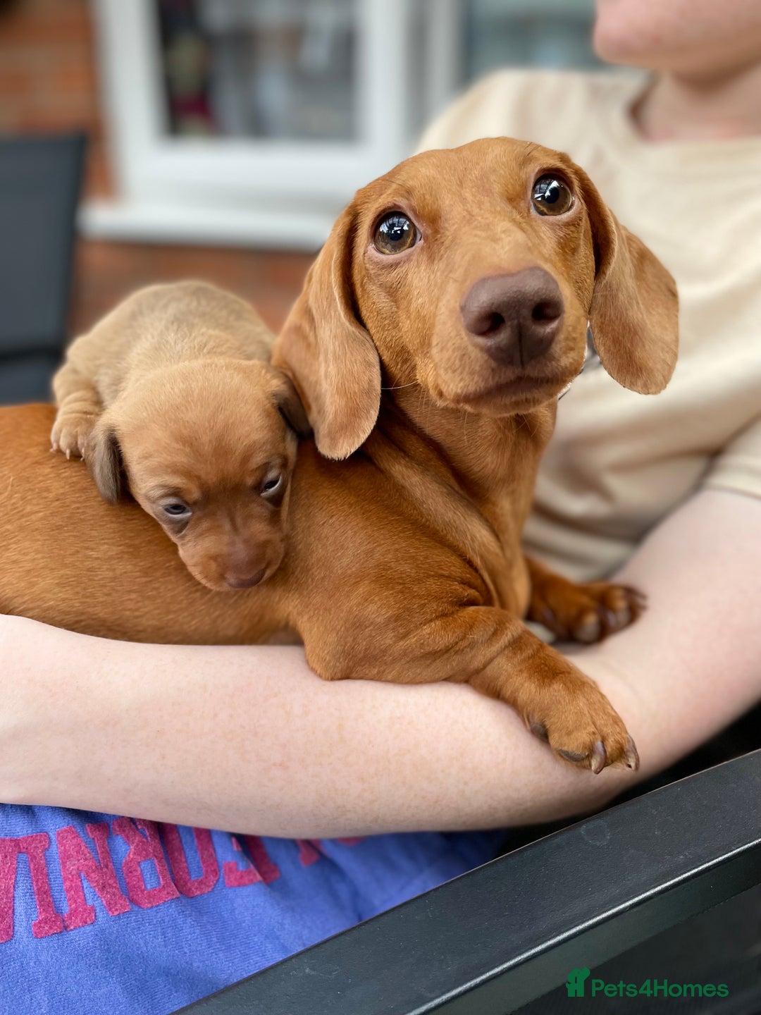 Miniature Dachshund dogs for sale: Beautiful miniature dachshund girl  - Image 8