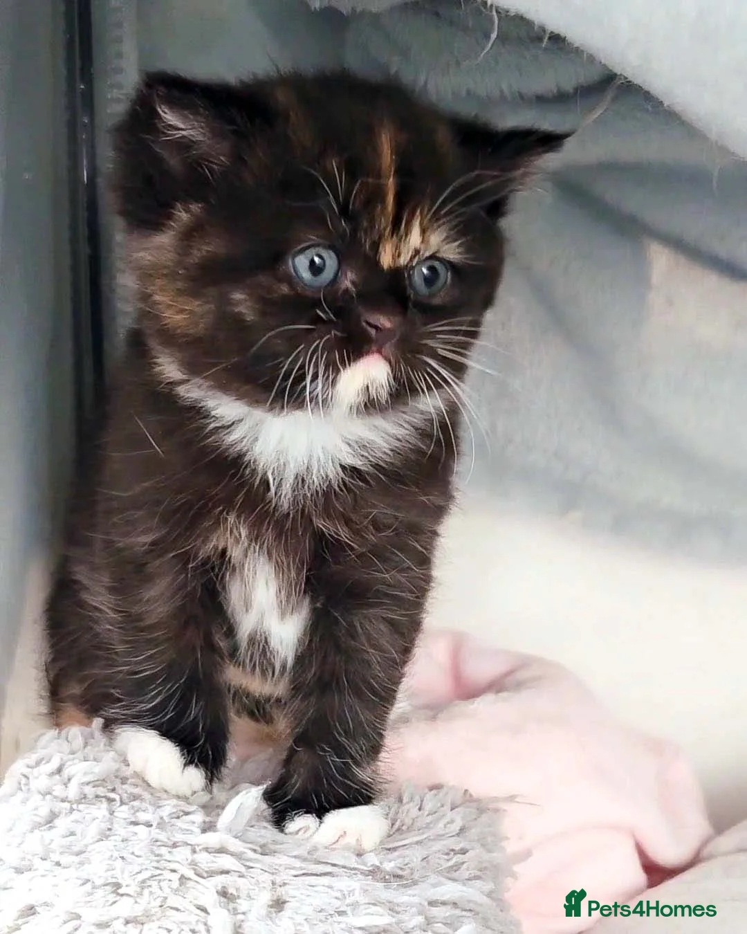 British Shorthair cats for sale: Last Available Calico Girl – Unique & Sweet Nature - Advert 6