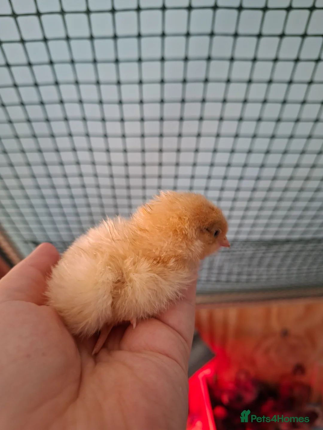 Chickens poultry for sale: Orphington chicks for sale  - Advert 18