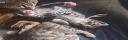 Bengal cats for sale: 1 Female Left!! Ready to leave Bengal Mix Kittens - Advert 19