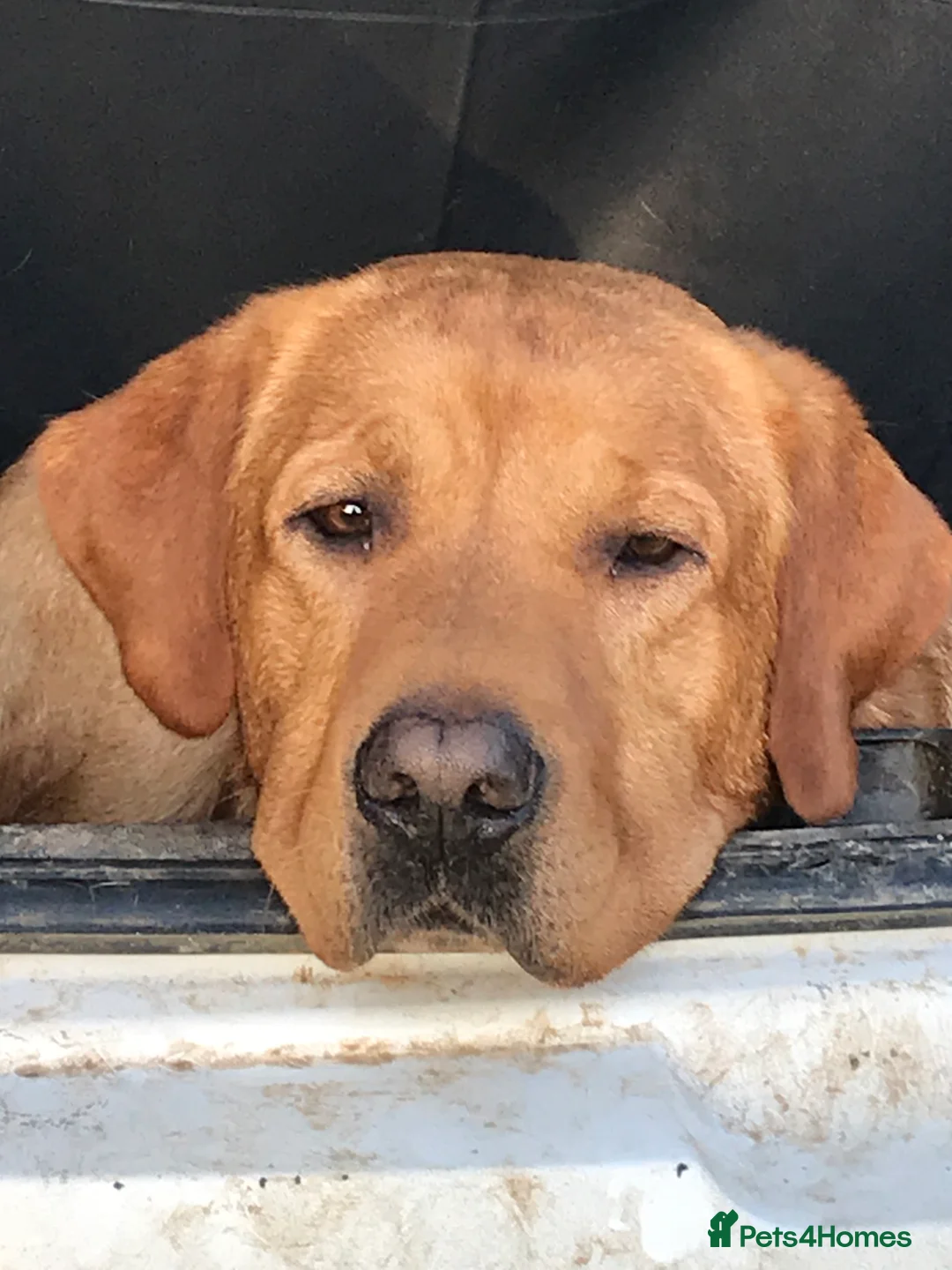 Labrador Retriever dogs for stud: Fully Health Tested Fox Red Labrador in Radstock - Advert 2