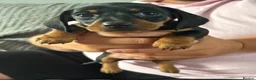 Dachshund dogs for sale: Beautiful miniature daschund puppies - Advert 4