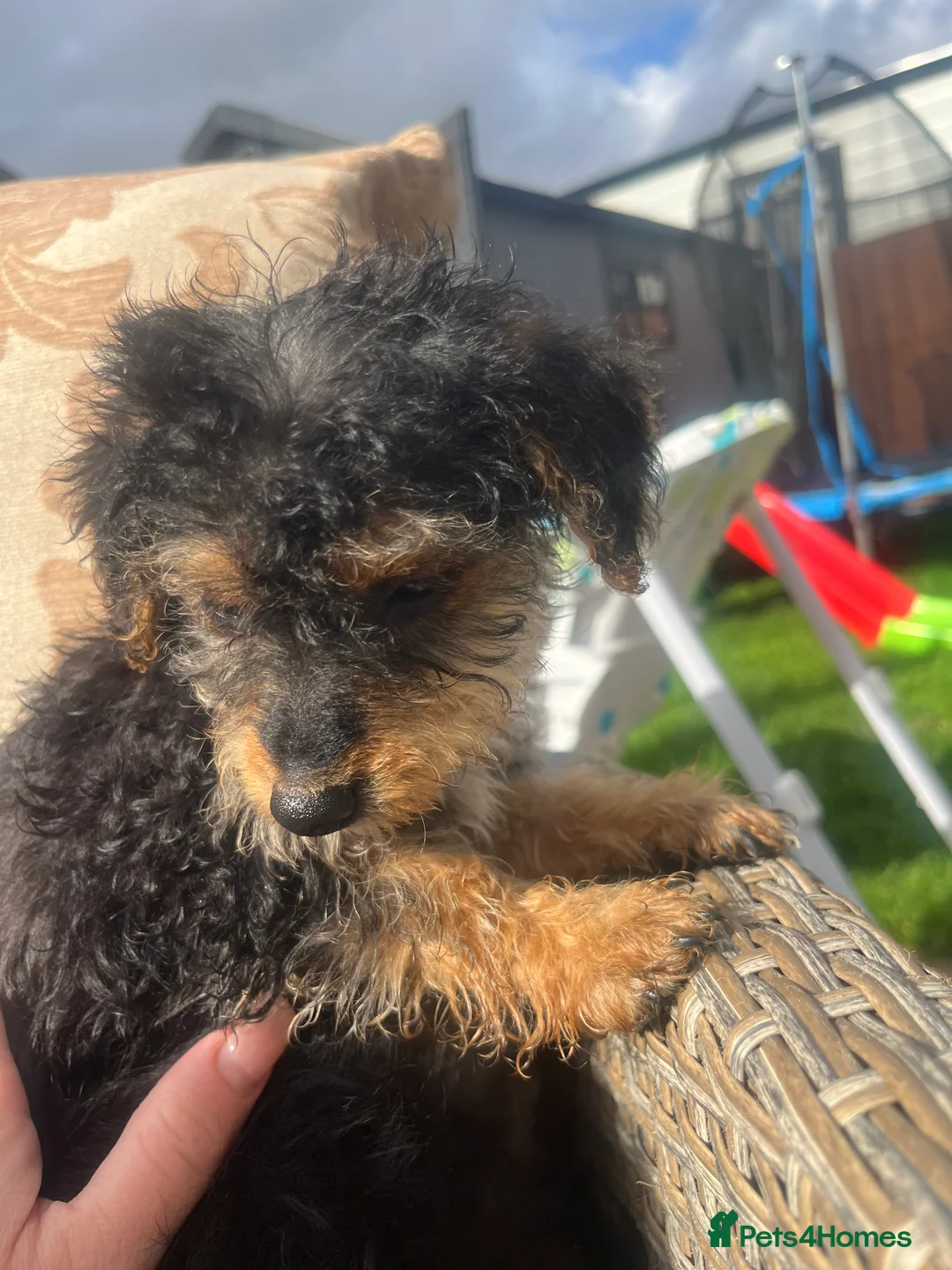 Jackapoo dogs for sale: Beautiful litter of Jackapoos! - Advert 2