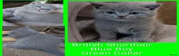 British Shorthair cats for sale: 🐾 Stunning Blue British Longhair & Shorthair  - Advert 6