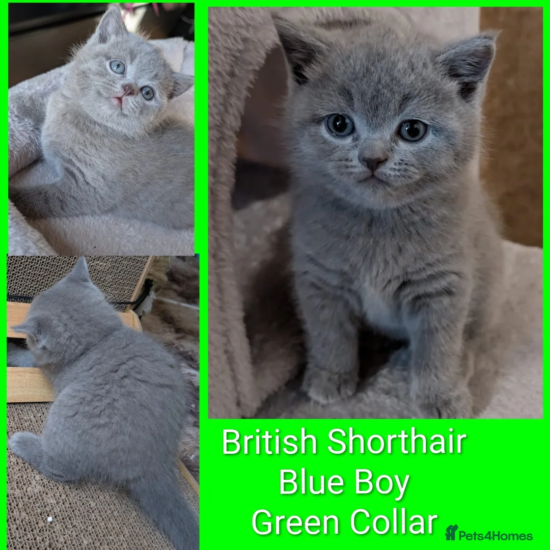British Shorthair cats for sale: 🐾 Stunning Blue British Longhair & Shorthair  - Advert 6