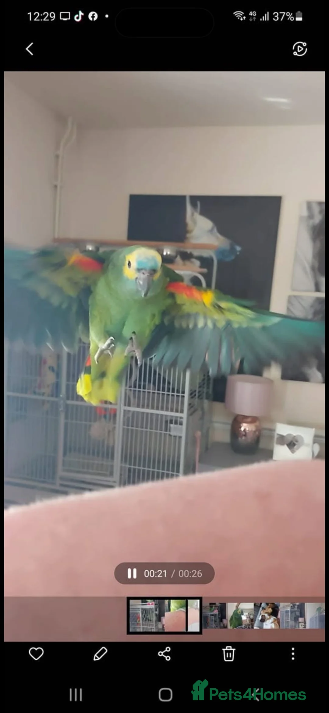 Parrots birds for sale: Amazing blue front Amazon parrot  - Advert 8