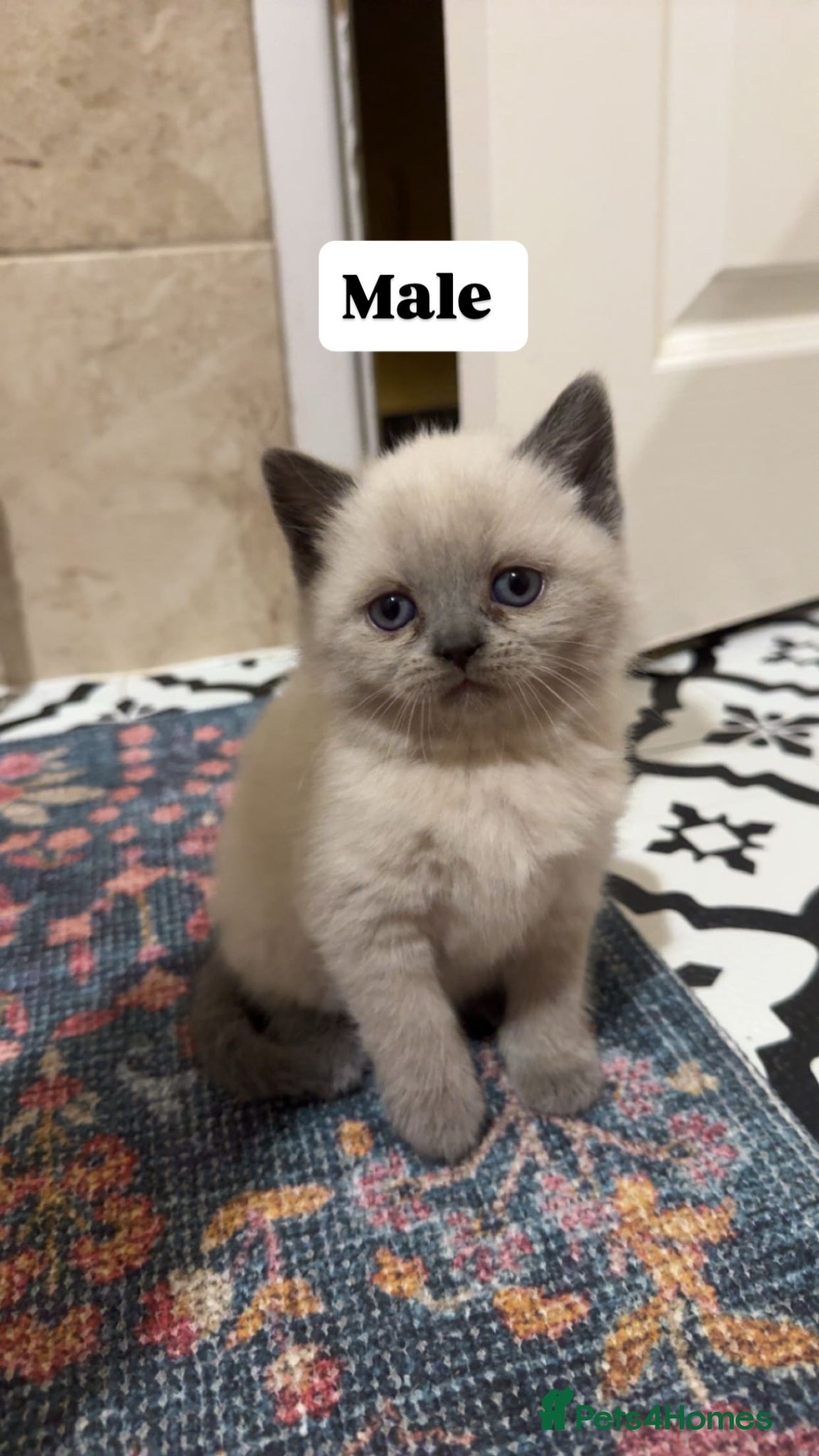 Mixed Breed cats for sale: Lovely British and Scottish short hair kittens in Wigston - Advert 7