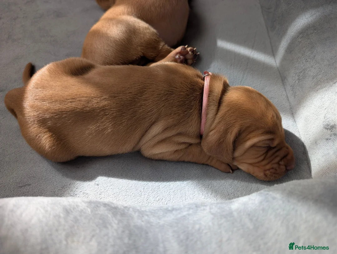 Hungarian Vizsla dogs for sale: 1 girl available  - Advert 2