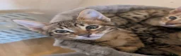 Savannah cats for sale: Stunning, affectionate, TICA f5sbt Savannahs - Advert 4