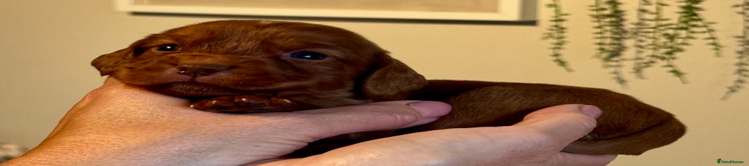 Cocker Spaniel Puppy 8