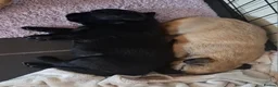 Sheprador dogs for sale: K.C registered German Shepherd × Labrodore pups  - Advert 8