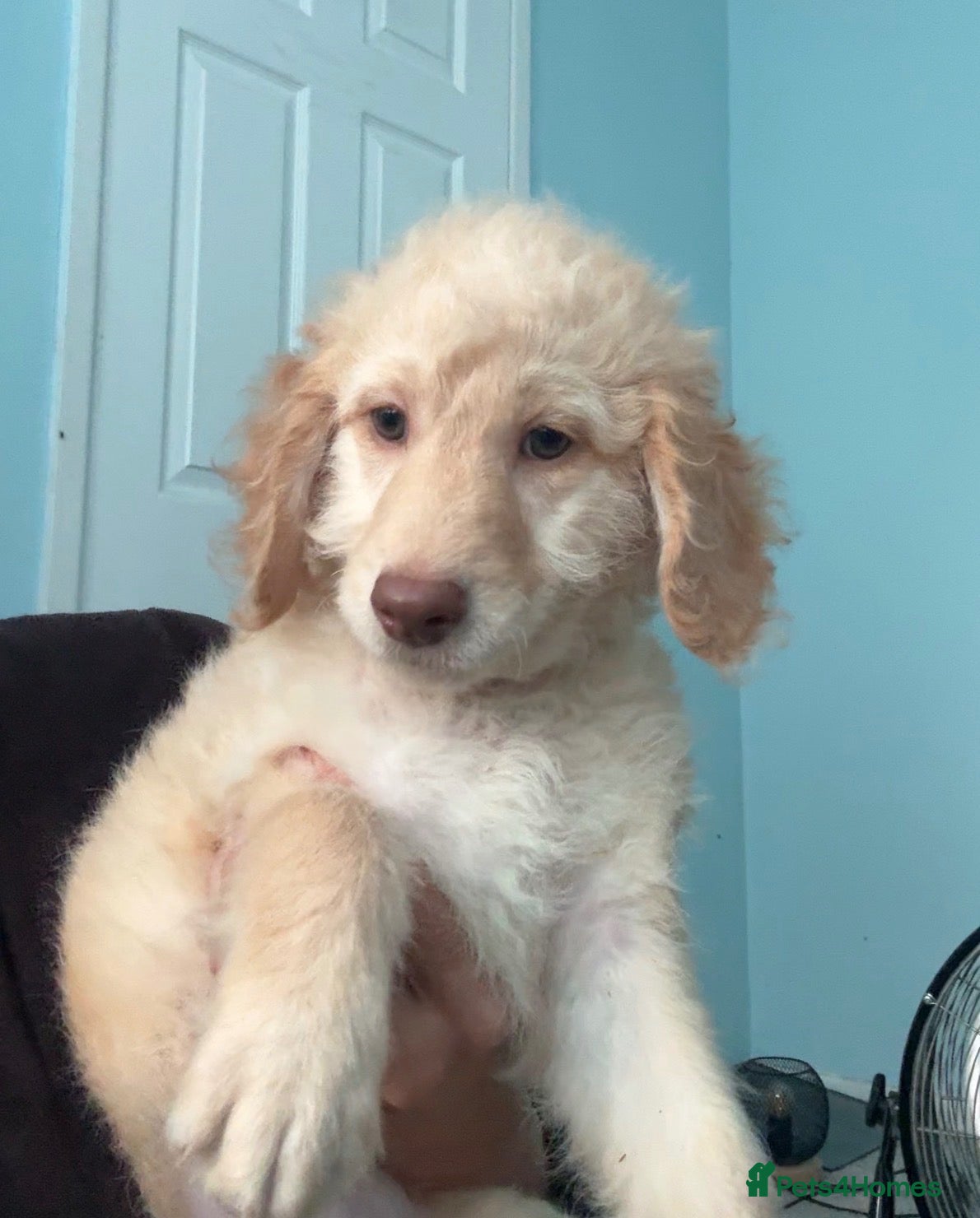 Mini Goldendoodle dogs LAST 2 GOLDENDOODLE PUPPIES - Advert 2