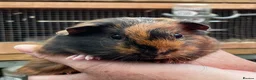 Guinea Pig rodents for sale: Baby Girl/Sows Guinea Pigs - Advert 11
