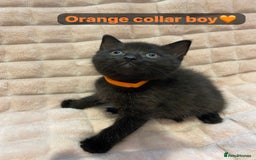 British Shorthair cats for sale: 7 stunning British shorthair cross kittens🩷🩵 - Image 19