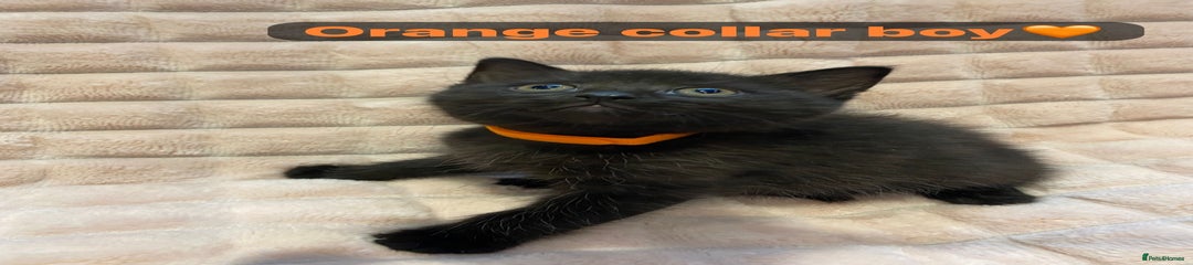 Orange collar- Boy
