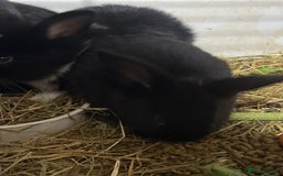 Mini Lion Lop rabbits for sale: lionlop baby bunny’s  - Image 12