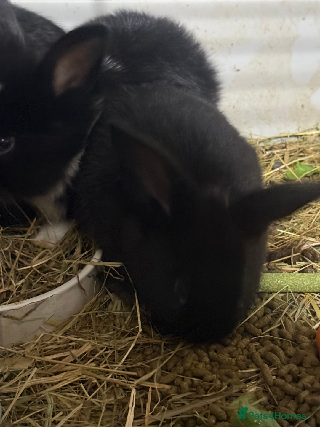 Mini Lion Lop rabbits for sale: lionlop baby bunny’s  - Image 12