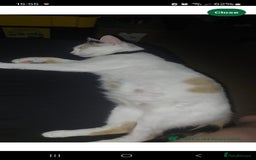 Turkish Van cats for sale: Kittens for sale  - Image 1