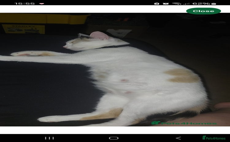Turkish Van cats - Advert 1