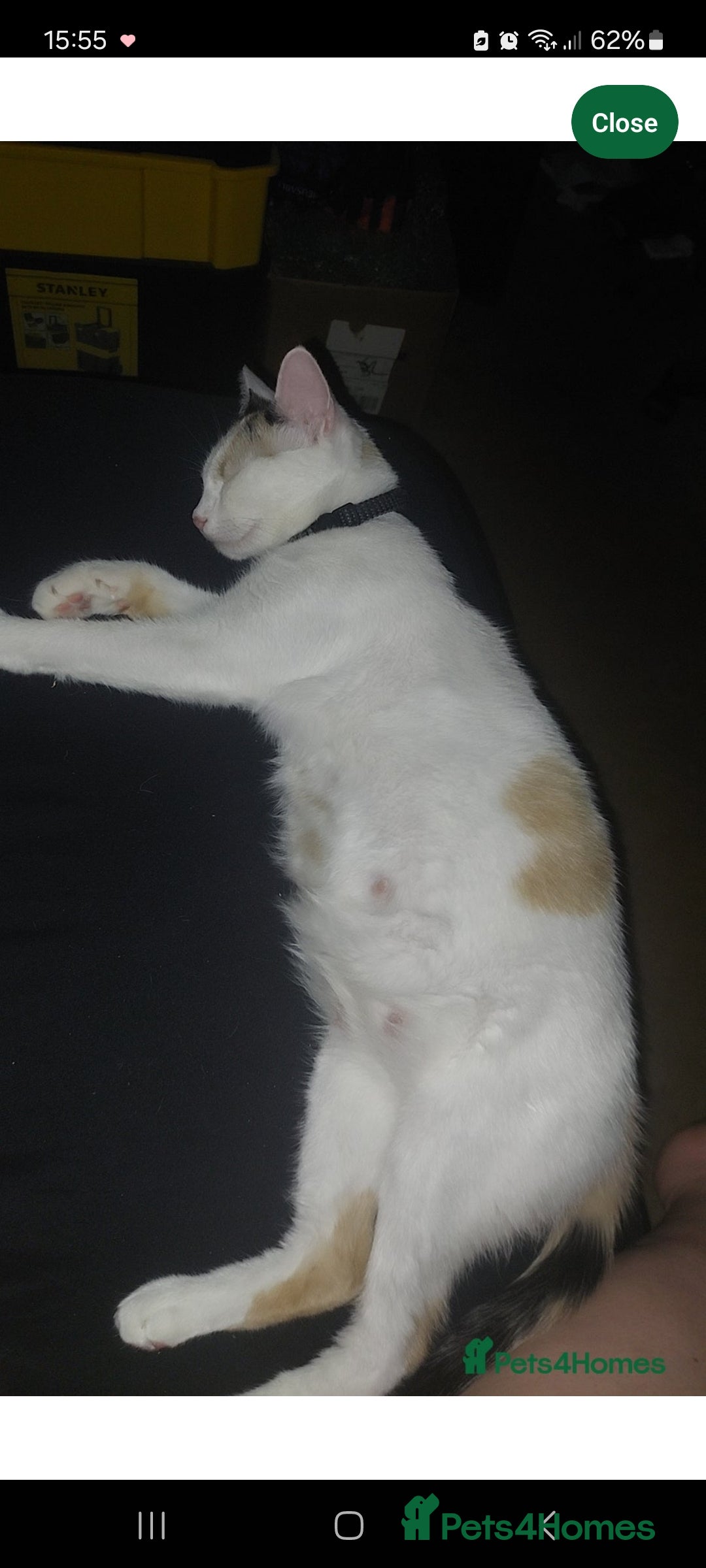 Turkish Van cats for sale: Kittens for sale  - Image 1