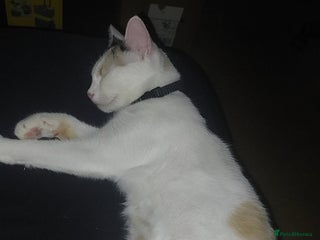Turkish Van cats - Advert 3