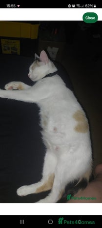 Turkish Van cats - Advert 1