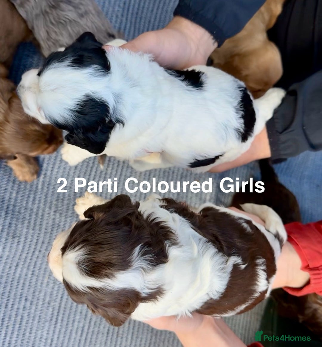 Cockapoo dogs for sale: F1BB Cockapoo Pups  - Image 11