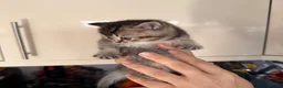 Scottish Fold cats for sale: SCOTTISH FOLD & BRITISH SHORTHAIR  - Advert 2