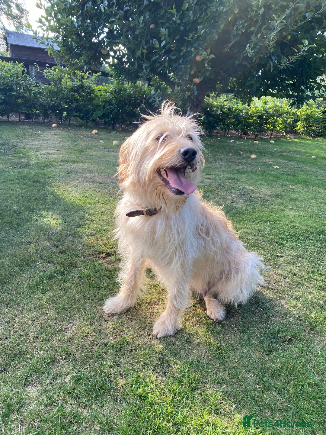 Labradoodle dogs for sale: 🌟 Beautiful Darcy — Yellow Labradoodle 🌟 - Image 8