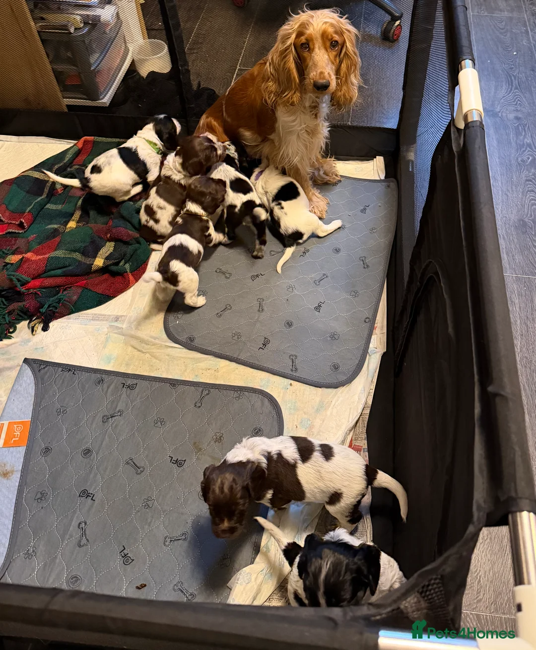 Mixed Breed dogs for sale: Sprocker puppies  - Advert 12