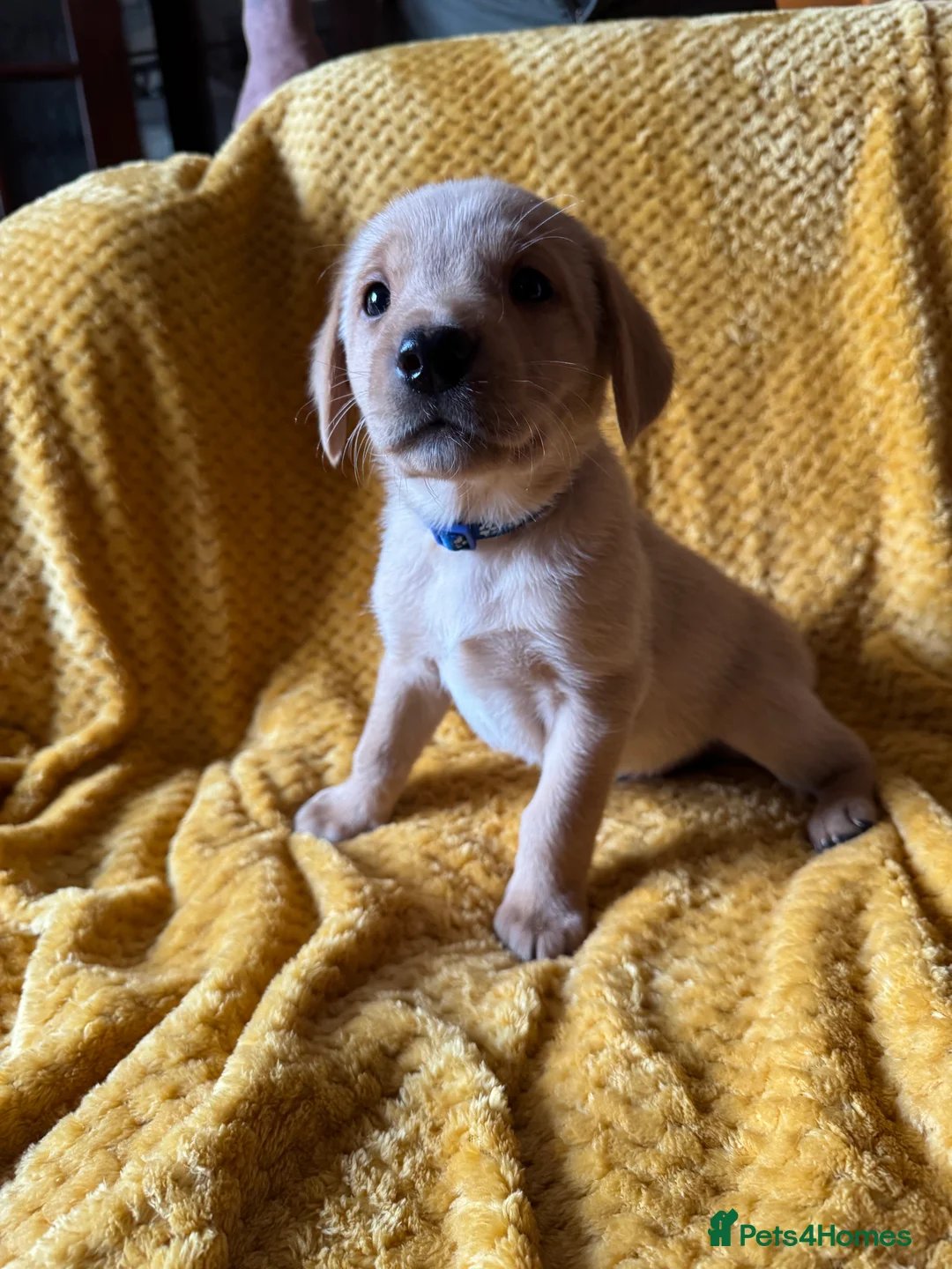 Labrador Retriever dogs for sale: FTCH Bloodline Labradors - Advert 2