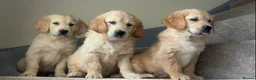 Golden Retriever dogs for sale: Beautiful golden retriever puppies  - Advert 9