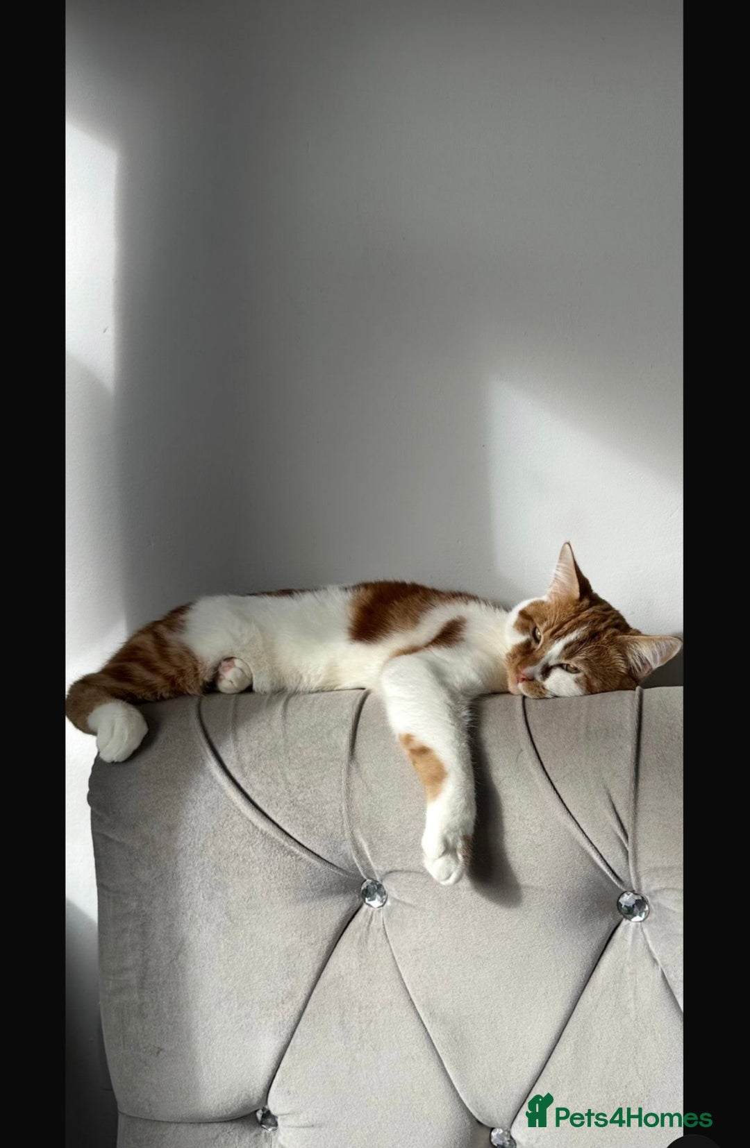 Mixed Breed cats for sale: Tabby kitten  - Advert 3