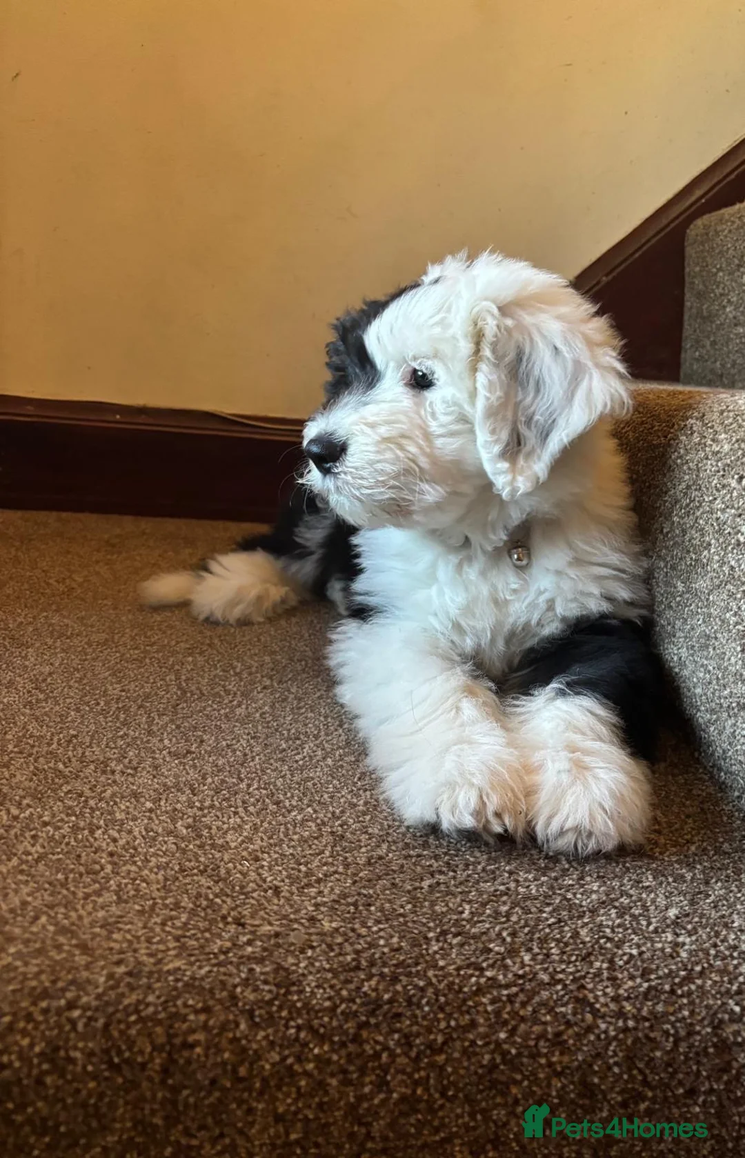 Old English Sheepdog dogs for stud: Old English sheepdog stud dog  - Advert 6
