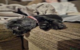 Cockalier dogs for sale: Female Cockalier dog for sale  - Image 4