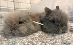 Lionhead rabbits for sale: Double maned lion head bunnies for sale  - Image 5